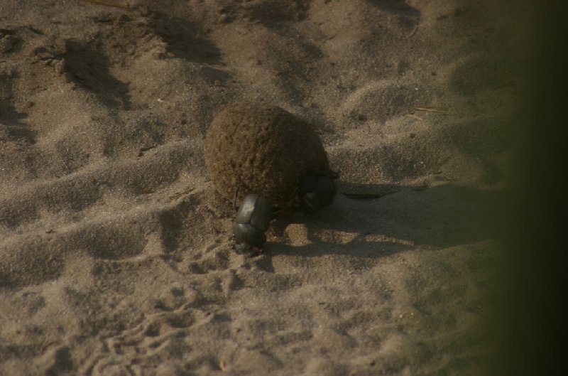 Photo Chobe National Park Botswana During