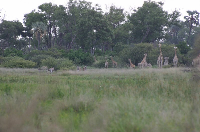 Chobe National Park Botswana Kasane Travel Package