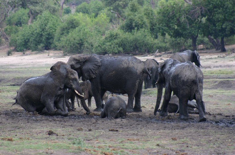 Photo Chobe National Park Botswana divided