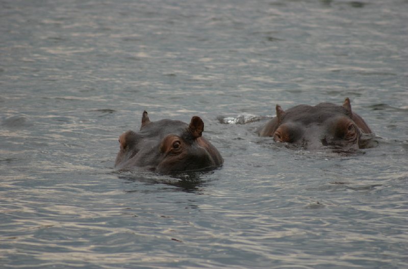 Photo Chobe National Park Botswana habitats