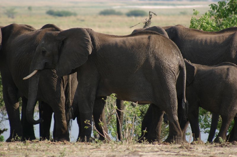 Chobe National Park Botswana Kasane Album Photographs