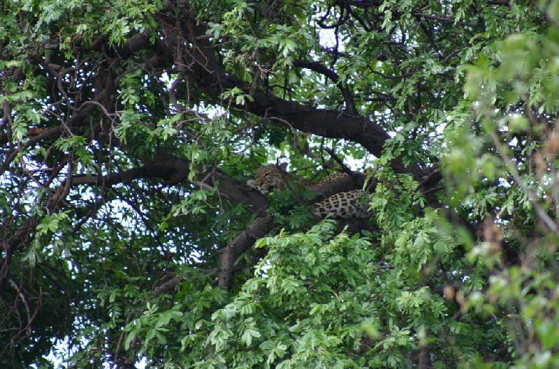 Chobe National Park Botswana Kasane Diary Sharing