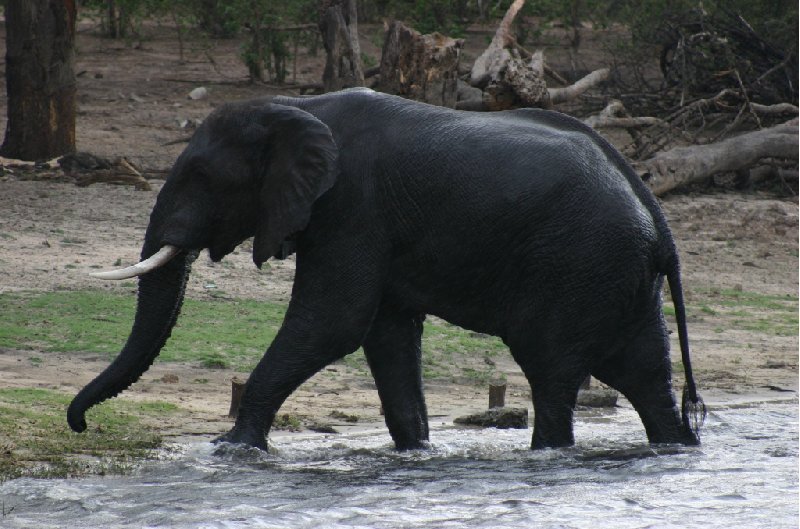 Chobe National Park Botswana Kasane Vacation Photo