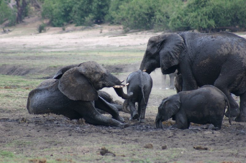 Photo Chobe National Park Botswana concentration