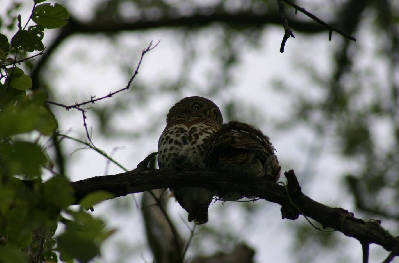 Photo Chobe National Park Botswana memorable