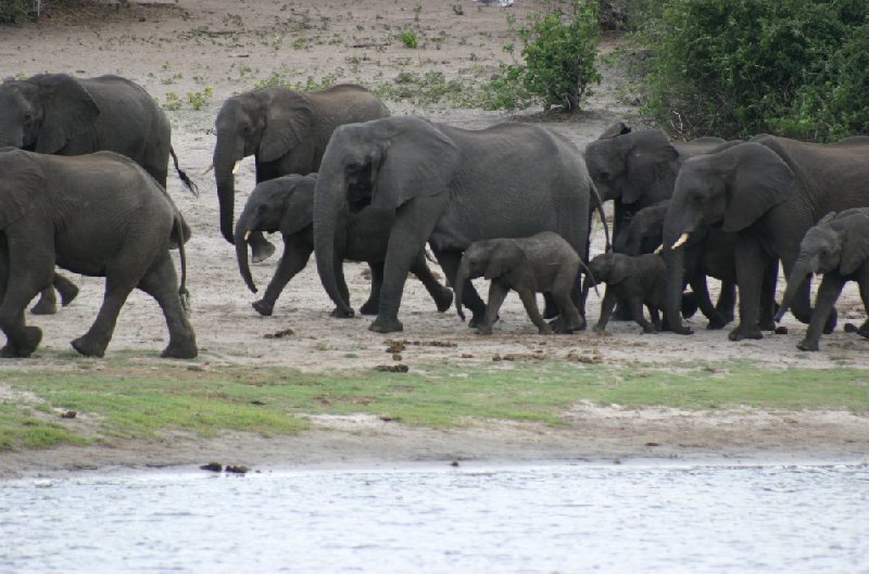 Photo Chobe National Park Botswana stunning