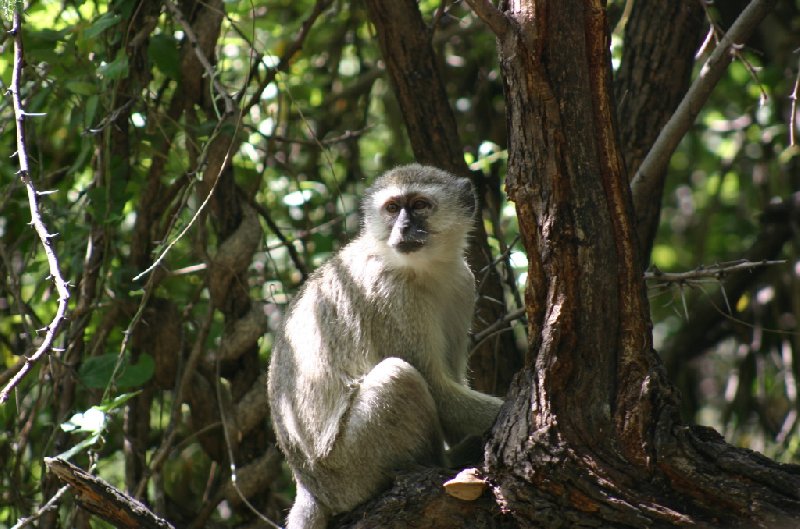 Chobe National Park Botswana Kasane Diary Information