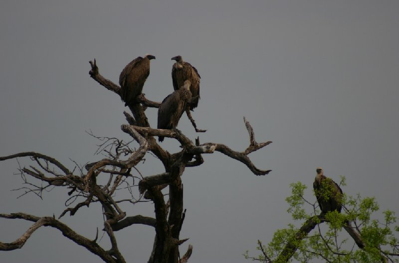 Photo Chobe National Park Botswana Victoria