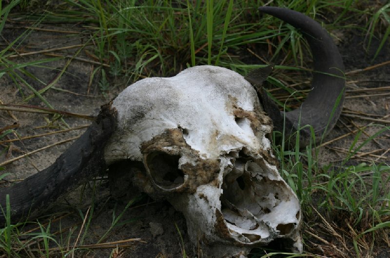 Photo Chobe National Park Botswana Zimbabwe