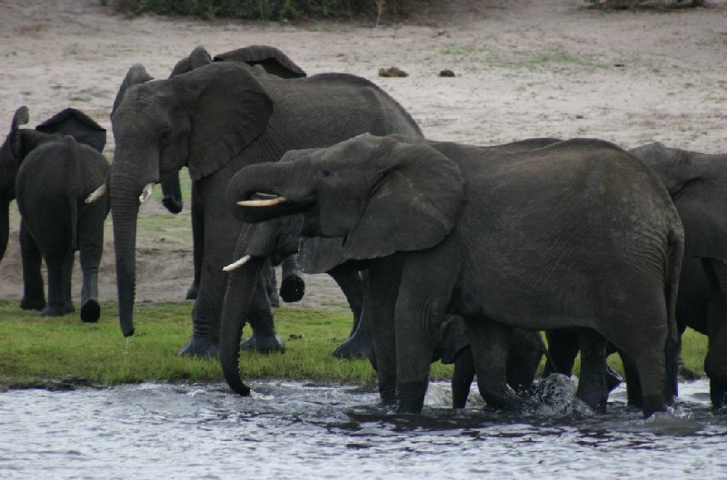 Photo Chobe National Park Botswana Botswana