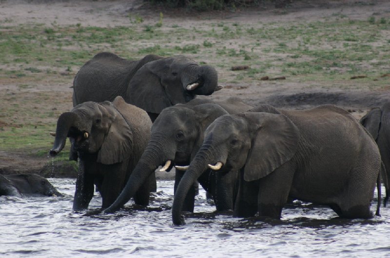 Chobe National Park Botswana Kasane Diary Pictures