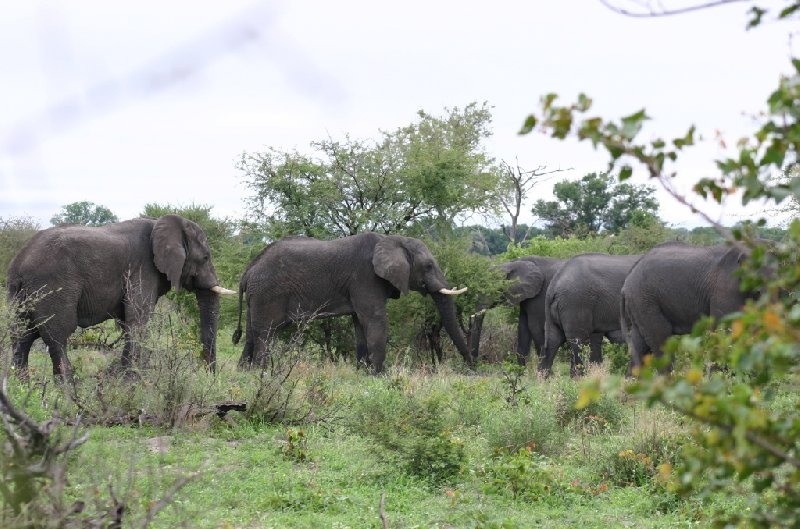 Photo Chobe National Park Botswana largest