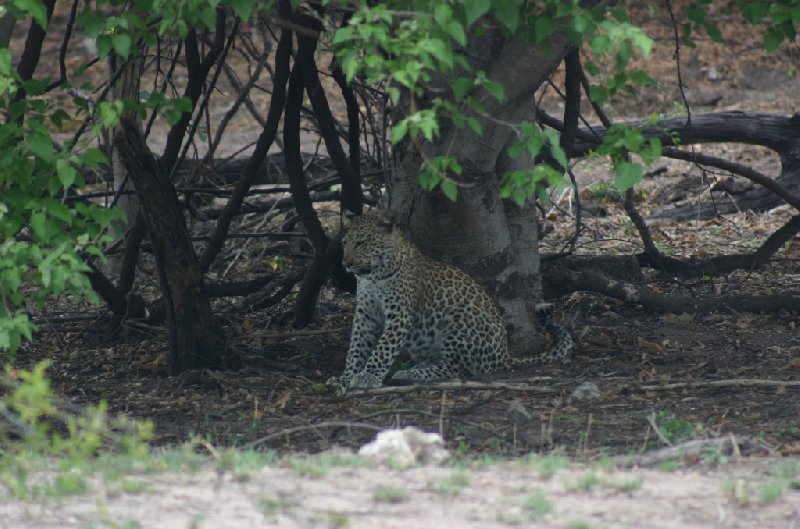 Photo Chobe National Park Botswana national