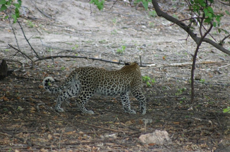 Photo Chobe National Park Botswana wildlife