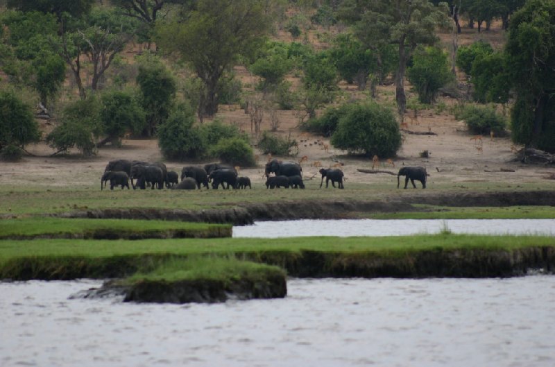 Photo Chobe National Park Botswana reserve