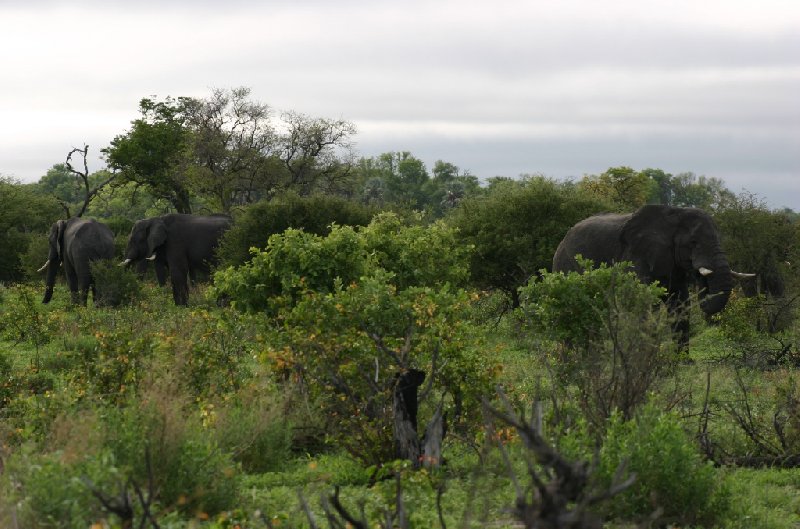 Photo Chobe National Park Botswana variety