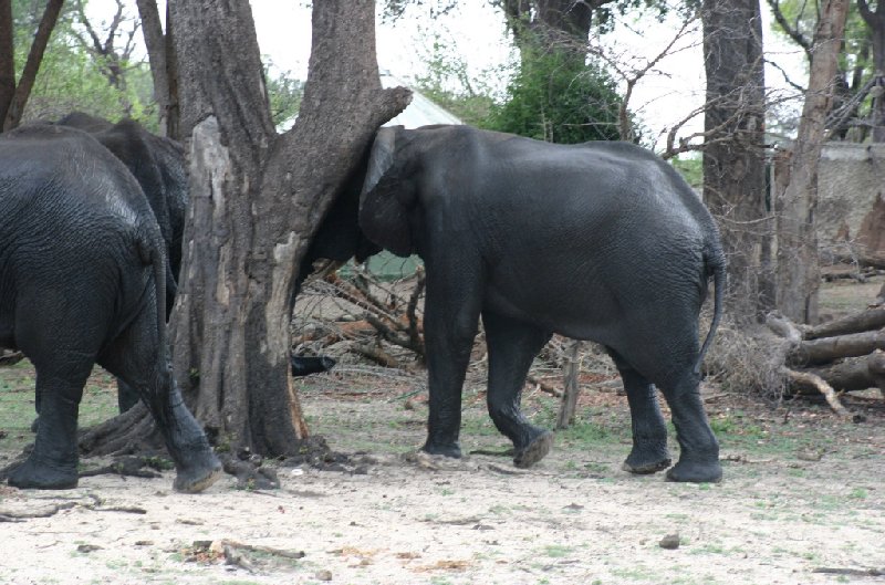   Kasane Botswana Photos