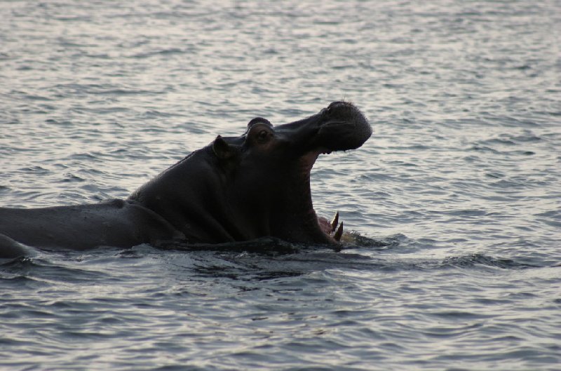 Photo Chobe National Park Botswana spotted