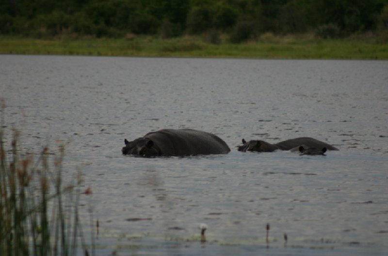 Photo Chobe National Park Botswana different