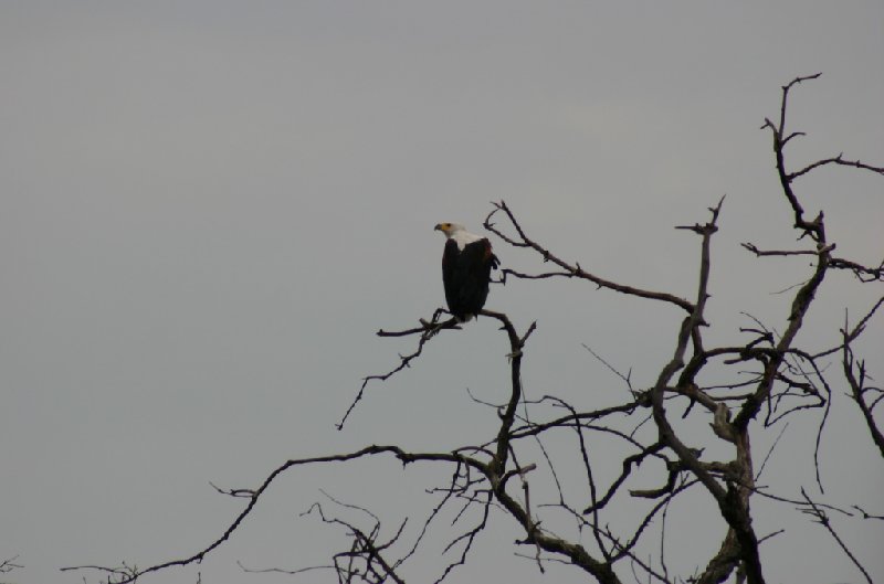 Photo Chobe National Park Botswana animals