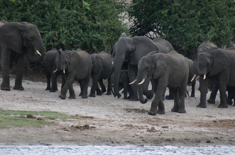 Photo Chobe National Park Botswana elephants