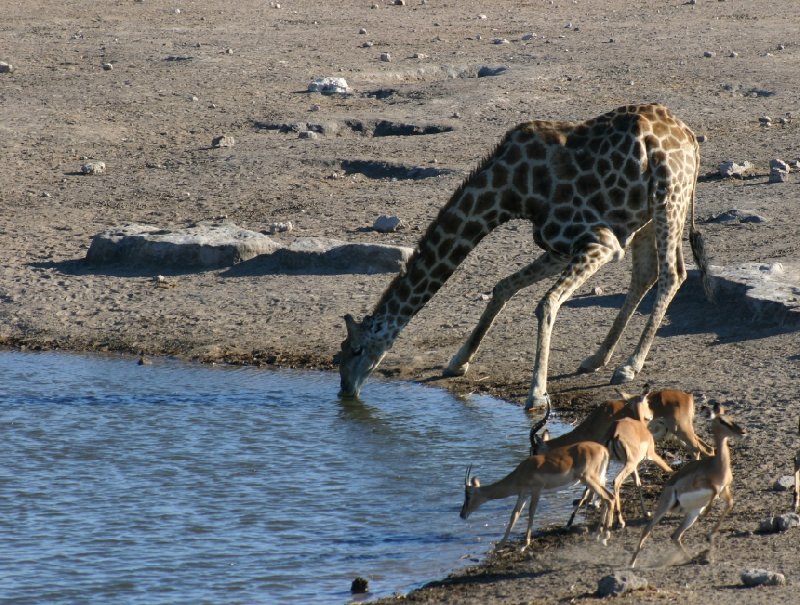 Photo Etosha National Park Namibia crossed