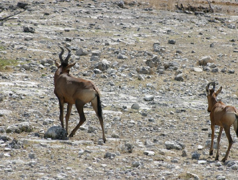 Etosha National Park Namibia Okaukuejo Travel Photographs