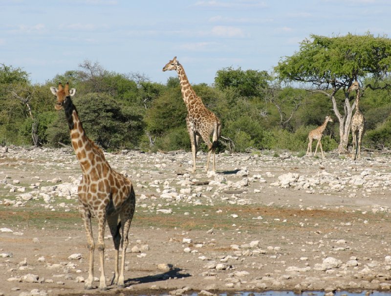 Photo Etosha National Park Namibia Namibia