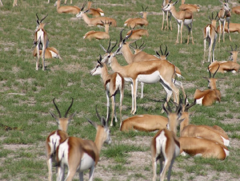 Photo Etosha National Park Namibia gateway