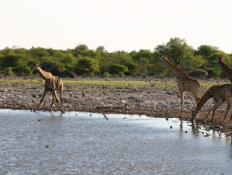 Etosha National Park Namibia Okaukuejo Trip Adventure