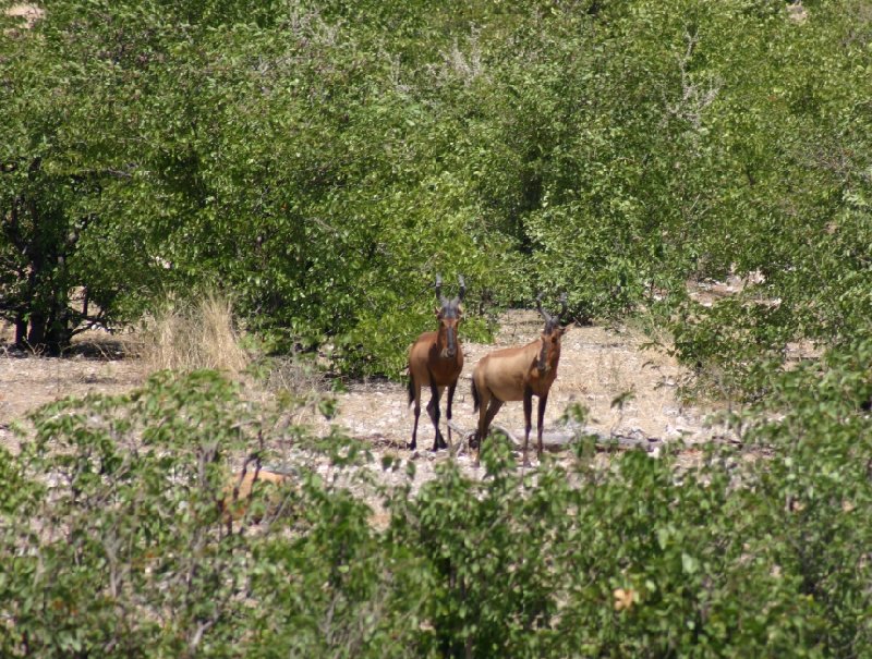 Etosha National Park Namibia Okaukuejo Blog Sharing