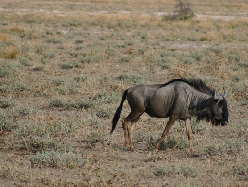 Etosha National Park Namibia Okaukuejo Review Photo