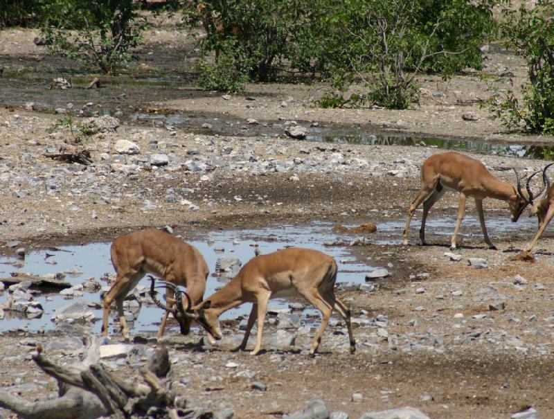 Photo Etosha National Park Namibia characterized