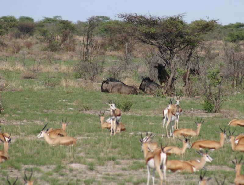 Photo Etosha National Park Namibia desert