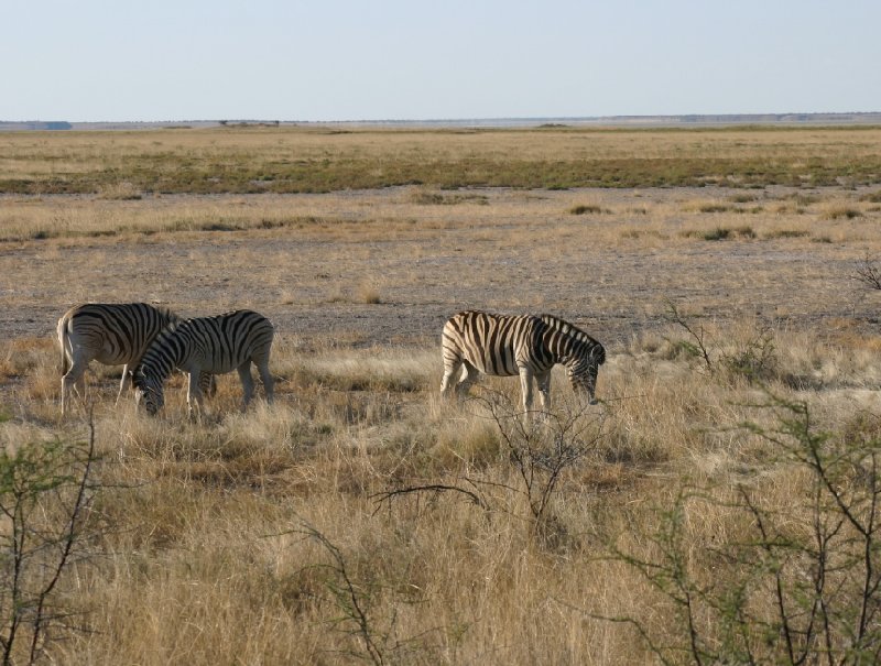 Photo Etosha National Park Namibia envolves