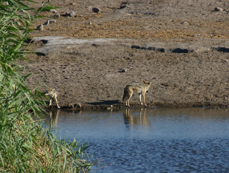 Photo Etosha National Park Namibia winter