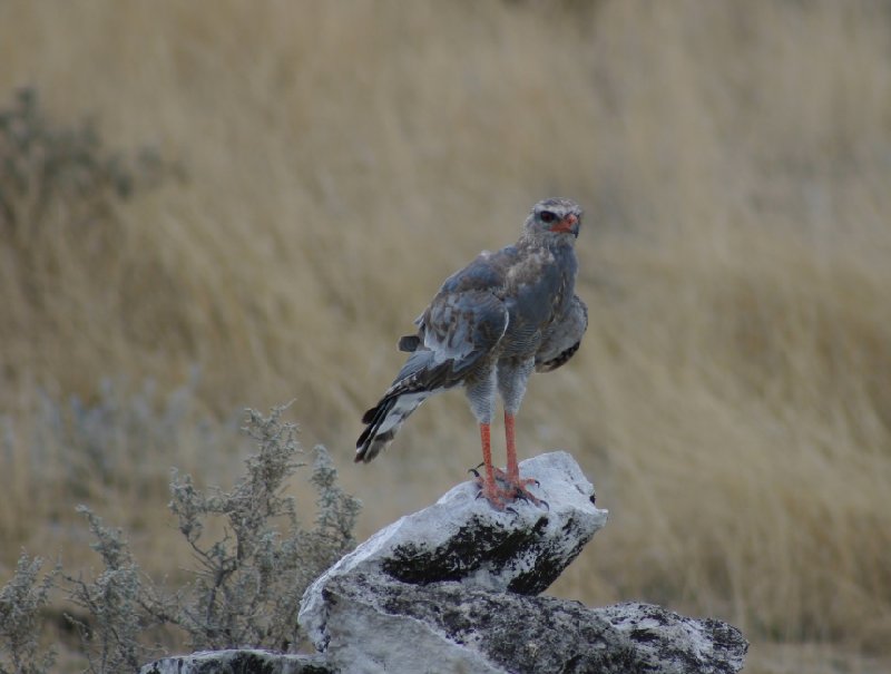 Etosha National Park Namibia Okaukuejo Vacation Adventure