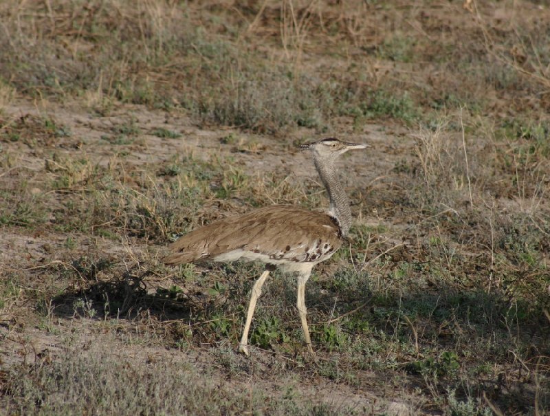   Okaukuejo Namibia Travel Adventure