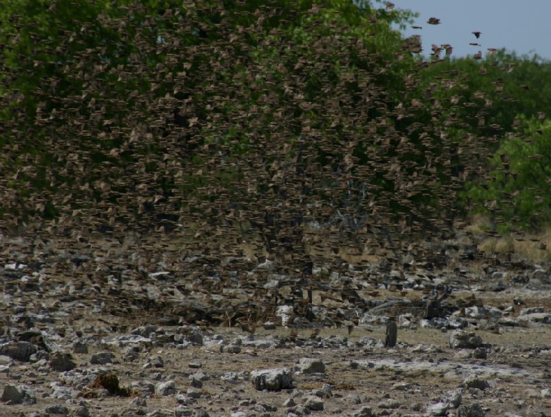 Photo Etosha National Park Namibia summertime