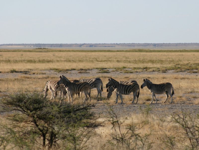 Photo Etosha National Park Namibia gathering