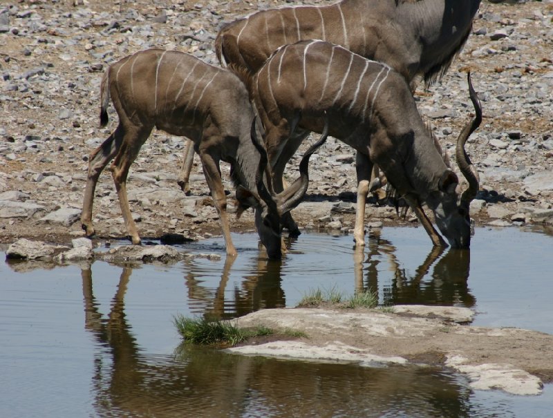 Photo Etosha National Park Namibia wildlife