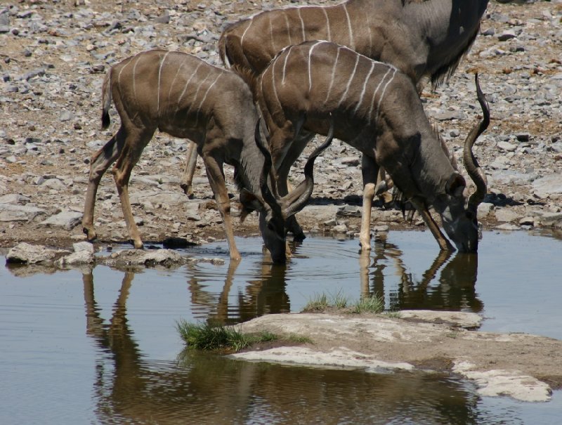 Etosha National Park Namibia Okaukuejo Adventure