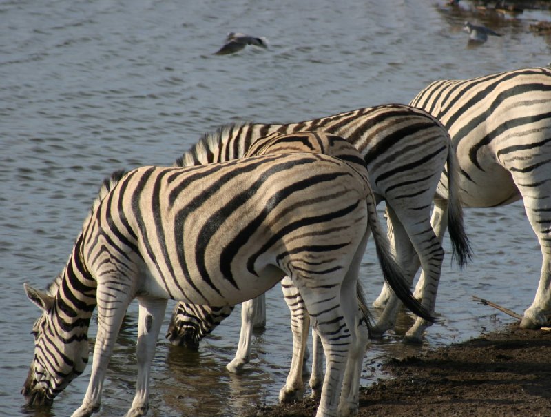 Photo Etosha National Park Namibia birdlife