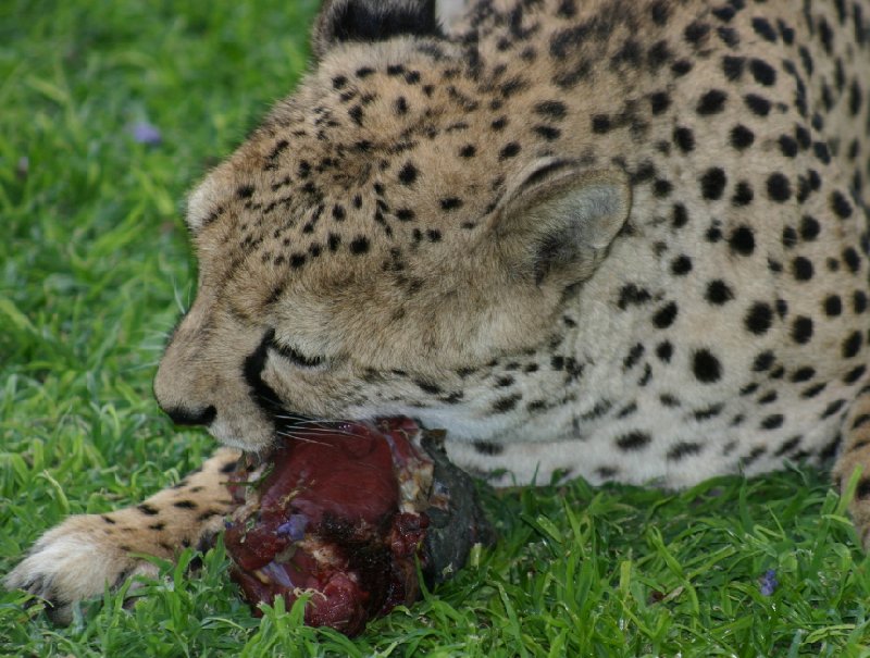 Photo Ojitotongwe Cheetah Park Namibia Etosha