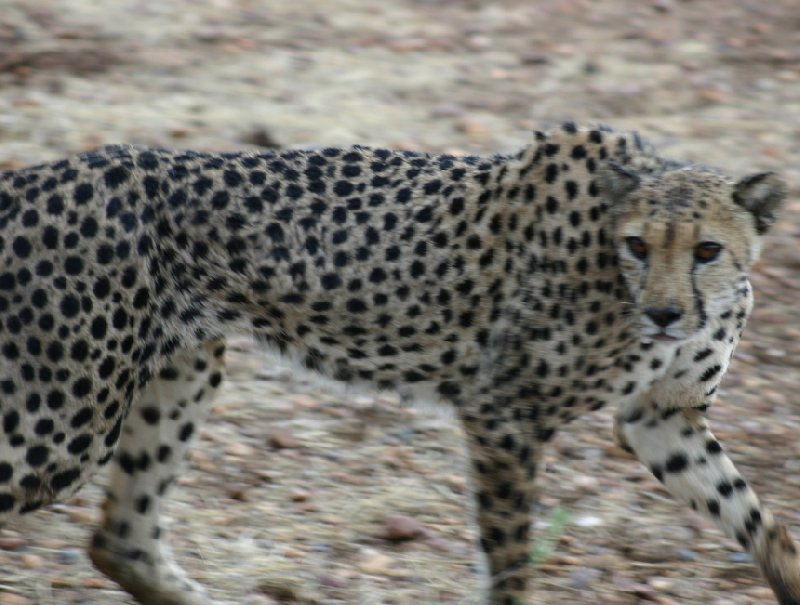 Ojitotongwe Cheetah Park Namibia Kamanjab Diary Sharing