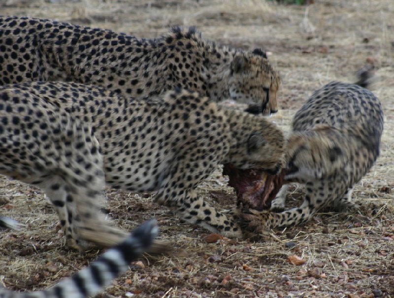 Ojitotongwe Cheetah Park Namibia Kamanjab Travel Photo