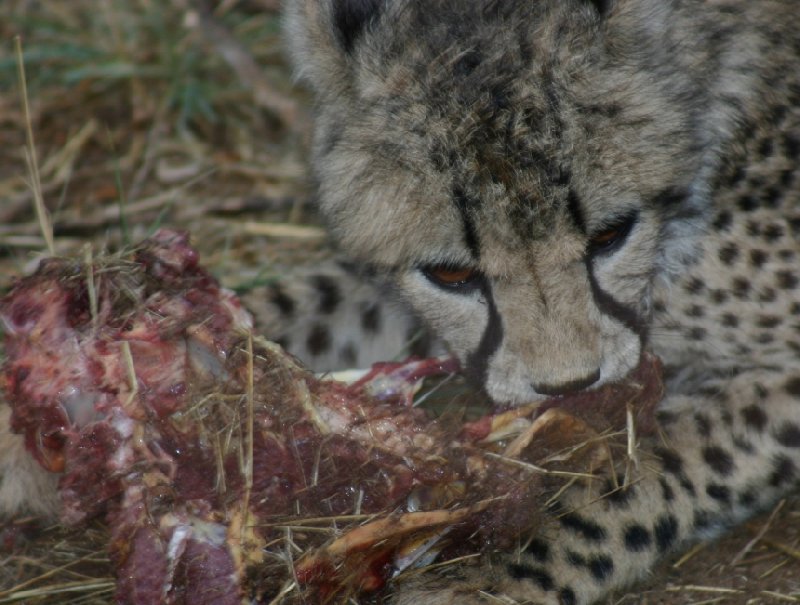 Photo Ojitotongwe Cheetah Park Namibia Cheetah