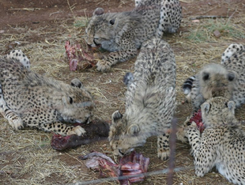 Ojitotongwe Cheetah Park Namibia Kamanjab Holiday Photos