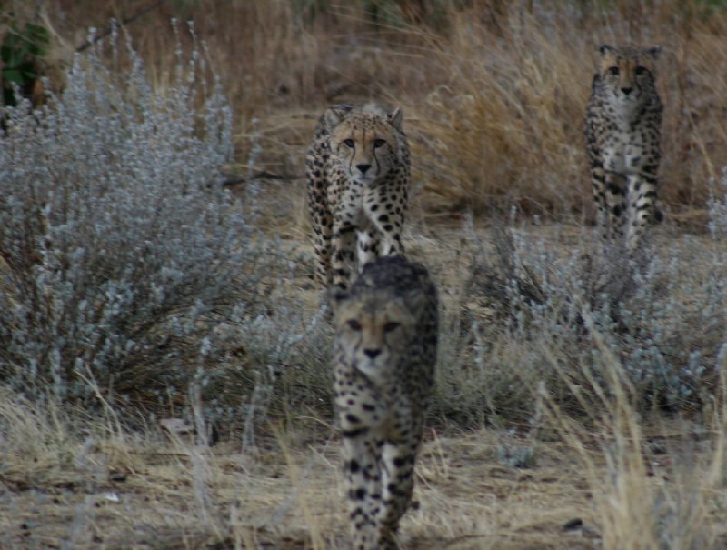 Photo Ojitotongwe Cheetah Park Namibia offers