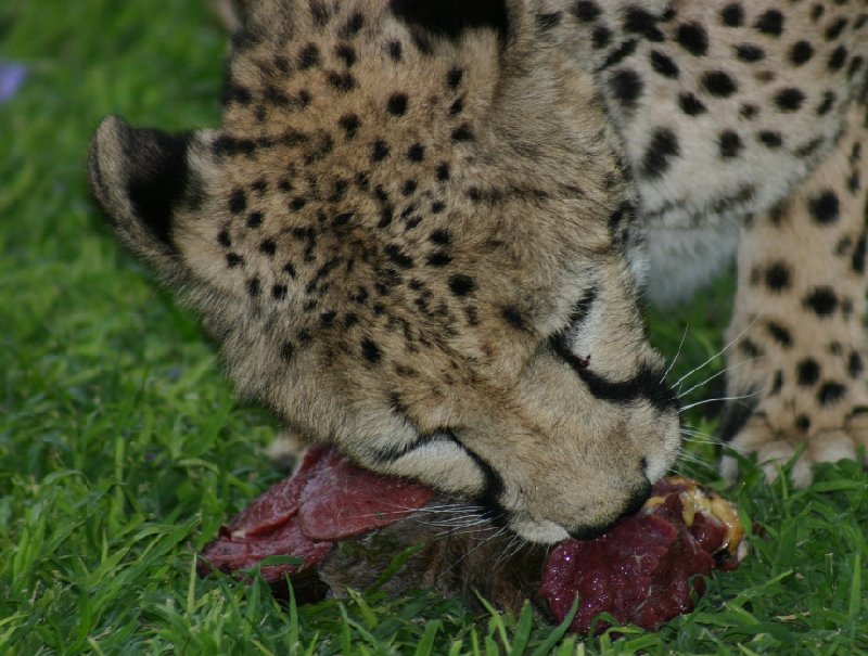 Photo Ojitotongwe Cheetah Park Namibia accomodation